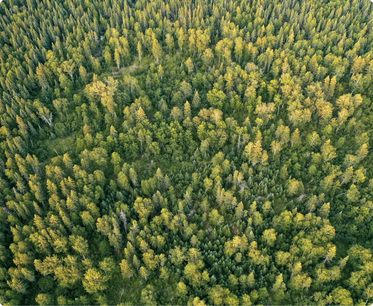 Foret